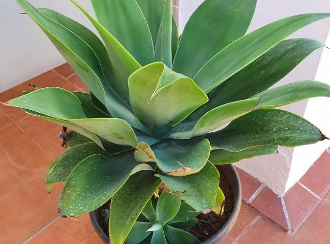 Penthouse De Roca In Poblado Marinero *